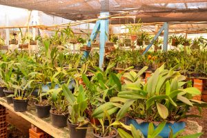 Orquidário e Floricultura Quinze
